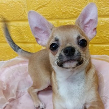 チワワ(スムース)【千葉県・女の子・2025年6月15日・フォーンセーブ】の写真「みんぶ限定特別価格🌷可愛い美少年✨️」