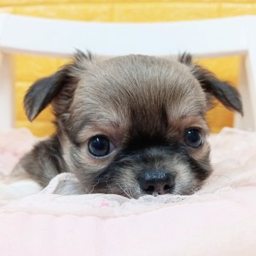 チワワ(ロング)【千葉県・男の子・2025年10月9日・フォーン&ホワイト】の写真「みんぶり限定価格♡ぷくぷく✨️の王子様様✨️✨️」