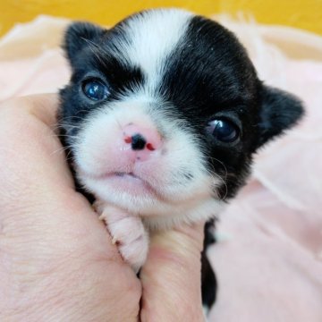 チワワ(ロング)【千葉県・女の子・2025年11月18日・ブラック&ホワイトマーキングス】の写真「Xmas✨️早割特典期間中✨️可愛い美形のお姫様」