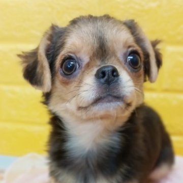 チワワ(ロング)【千葉県・女の子・2025年7月22日・トライカラー】の写真「みんぶり限定特別価格🌟激かわ♡みこちゃん姫💖」