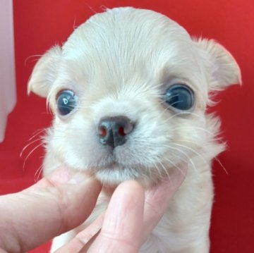 チワワ(ロング)【千葉県・男の子・2025年10月9日・クリーム★】の写真「可愛い❤綺麗なプリンス✨️✨️✨️」