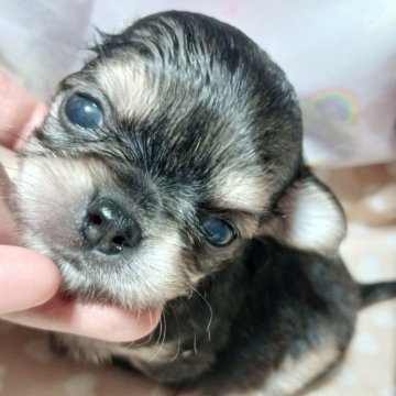チワワ(ロング)【千葉県・男の子・2025年10月9日・ブラックタン】の写真「事情がございます。可愛い♡王子様♡」