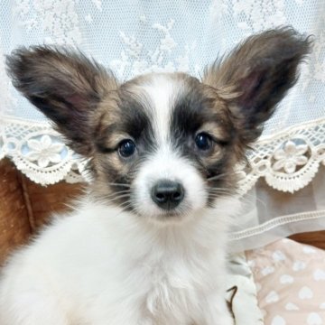 パピヨン【千葉県・女の子・2025年8月11日・レッドセーブル】の写真「みんぶり価格✨️可愛くて綺麗な姫様♡」