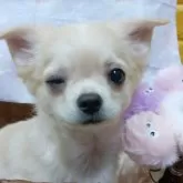 チワワ(ロング)【千葉県・男の子・2025年7月22日・クリーム】の写真1「はじめまちて♡僕、普段は明るく穏やかだけどちょっとビビリさんだよ。ウィンク💖」