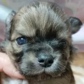 チワワ(ロング)