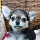 チワワ(ロング)