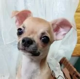 チワワ(スムース)
