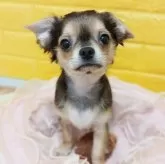 チワワ(ロング)