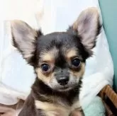 チワワ(ロング)