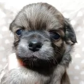 チワワ(ロング)