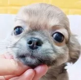 チワワ(ロング)