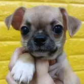 チワワ(スムース)
