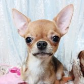 チワワ(スムース)