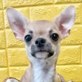 チワワ(スムース)