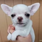 チワワ(スムース)