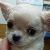 チワワ(ロング)