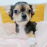 チワワ(ロング)