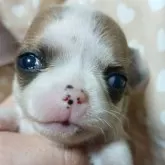 チワワ(ロング)