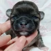 チワワ(ロング)