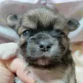 チワワ(ロング)