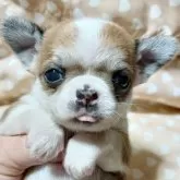 チワワ(スムース)