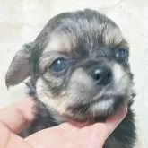 チワワ(ロング)