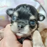 チワワ(ロング)