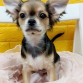 チワワ(ロング)