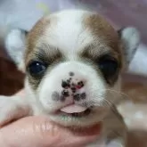 チワワ(スムース)