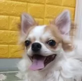チワワ(ロング)