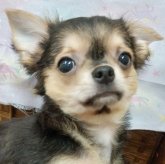 チワワ(ロング)