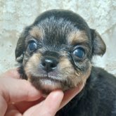 チワワ(ロング)