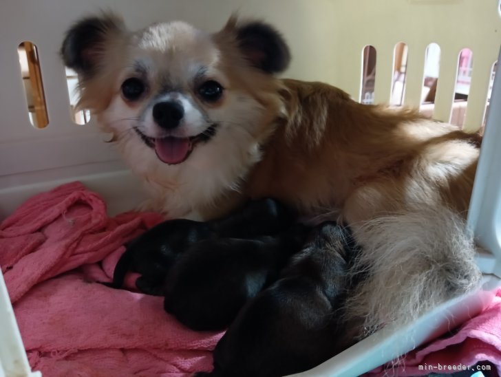 チワワ(ロング)【・女の子・2022年7月21日・フォーン&amp;ホワイト】