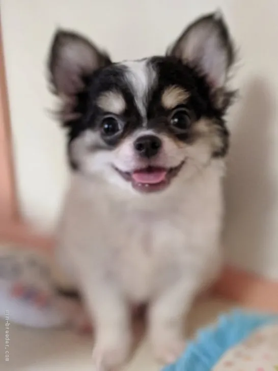 ID：1906-02680の子犬