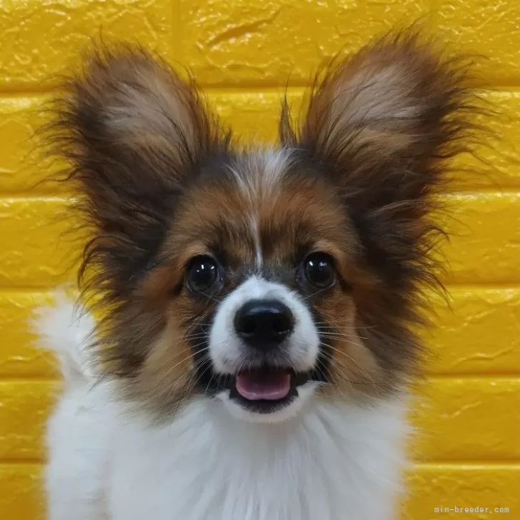 ID：2406-01506の子犬
