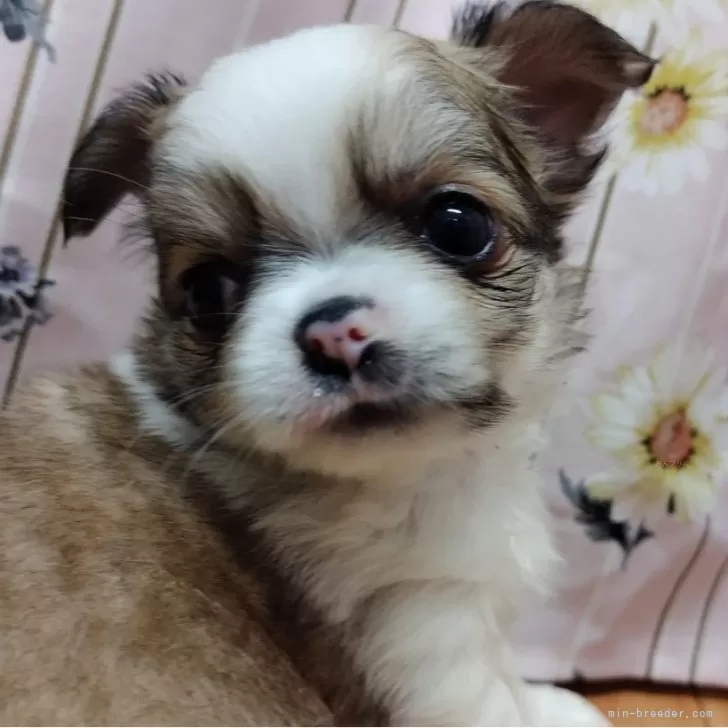 ID:2403-03100の子犬