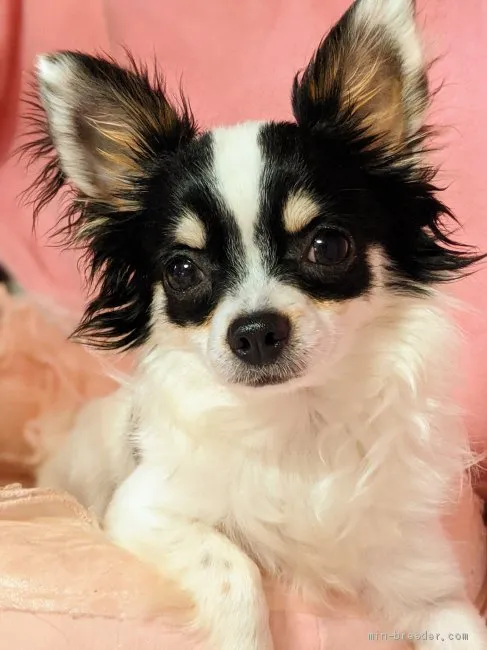 ID:1906-02644の子犬