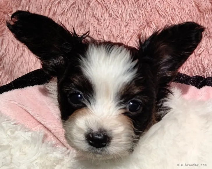 ID：2112-01701の子犬