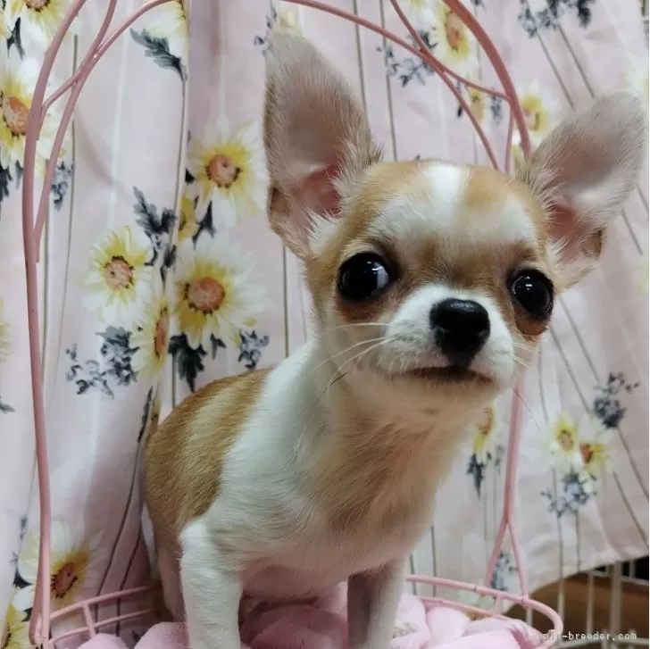ID：2401-01169の子犬