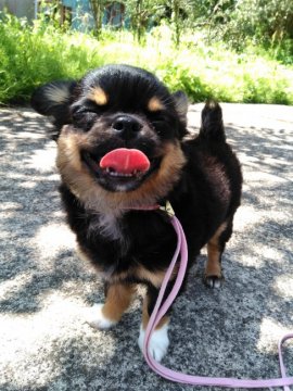 チワワ(ロング)【千葉県・女の子・2019年1月25日・ブラックタン&ホワイト】の写真「私が一番のシンデレラ👠」