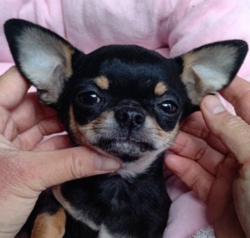 チワワ(スムース)【千葉県・男の子・2021年11月4日・ブラックタン】の写真「基本の躾済⭐元気いっぱいの可愛い優しい男の子⭐」