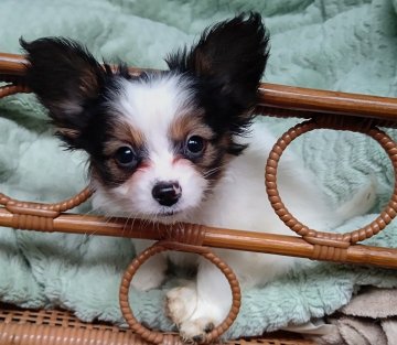 パピヨン【千葉県・男の子・2021年11月2日・トライ】の写真「可愛い小さなプリンス」