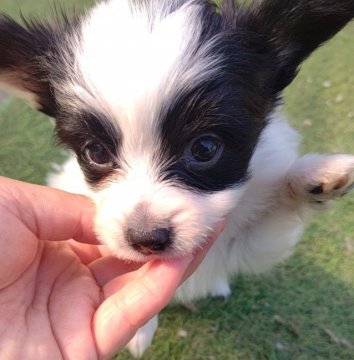 パピヨン【千葉県・男の子・2022年2月22日・白黒】の写真「可愛い丸々の赤ちゃん⭐️」