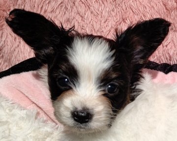 パピヨン【千葉県・男の子・2021年11月2日・トライ】の写真「可愛い美少年」