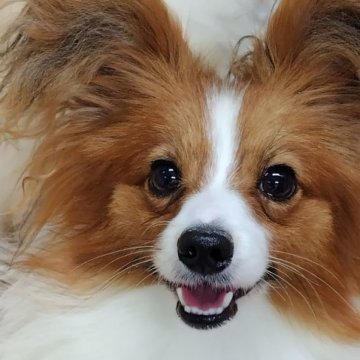 パピヨン【千葉県・男の子・2023年1月11日・レッドセーブル☆】の写真「みんぶり期間限定価格（10日迄）ラブリーどらちゃん」