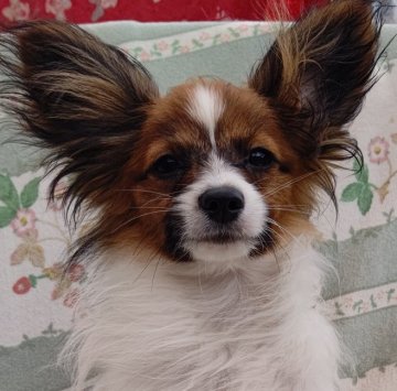 パピヨン【千葉県・男の子・2021年11月2日・レッドセーブル⭐️】の写真「可愛い美少年🌟癒やしを与えてくれる楓くん」