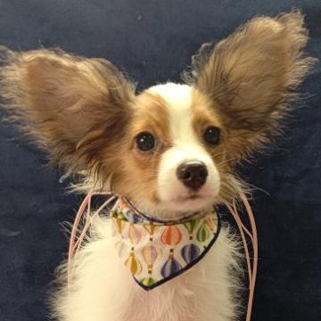 パピヨン【千葉県・男の子・2022年5月19日・レッドセーブル&ホワイト】の写真「みんぶり価格⭐️可愛いフレンドリーパワフルな美パピ」