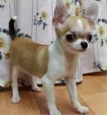 チワワ(スムース)【千葉県・女の子・2023年12月25日・ホワイト&レッドセーブル】の写真3「しっかりした骨格で、スタイルも抜群！お顔もチワワらしく可愛いの♡また性格も穏やかで優しいよ♡」