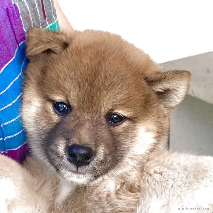 ID：2506-06176の子犬