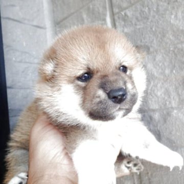 柴犬(標準サイズ)【香川県・男の子・2025年9月15日・赤】の写真「元気な赤柴の男の子」